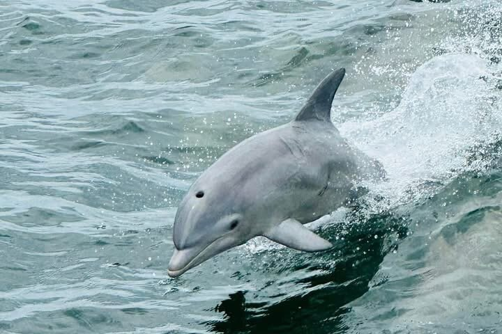 Frisky Mermaid Dolphin + Sightseeing Cruise in Pensacola Beach - Photo 1 of 22